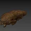 Ancient Fossil Skull With Brown Cracked Surface On Blue Background
