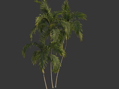 Tropical Palm Trees With Lush Green Fronds And White Trunks In Natural Landscape Design 3d model