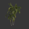 Tropical Palm Trees With Lush Green Fronds And White Trunks In Natural Landscape Design