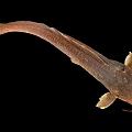 Brown Aquatic Catfish With Whiskers And Smooth Body Appearance On Black Background