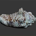 Beautiful Conch With Textured Shell Featuring Blue White And Brown Spots On Dark Background