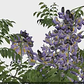 Detailed Deciduous Vine Arbor Wisteria Floribunda Realistic 3D Model with Natural Design