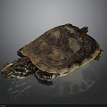 Turtle with patterned brown and orange shell resting on dark smooth surface with reflection