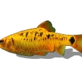 Fish 3d model