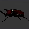 Rhinoceros Beetle With Large Horns And Shiny Dark Exoskeleton On Black Background
