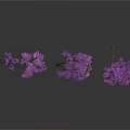 Three Plants With Purple Flowers And Slender Branches On White Background