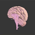 Human Brain 3D Anatomical Model Detailed View Showing Cerebral Lobes And Brainstem
