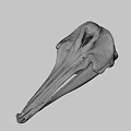 Detailed Animal Skull With Long Beak And Anatomical Features On Gray Background