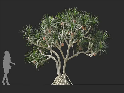 Tall Tree With Lush Green Foliage Multiple Branches And Human Figure Silhouette 3d model