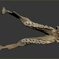 Well Preserved Anatomical Mandible Specimen Displayed With Teeth On Reflective Surface