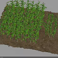 Thriving Young Green Corn Plants Growing In Square Agricultural Soil Bed