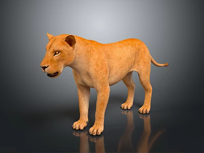 Lioness Standing With Orange Brown Fur On Gray Background With Reflection 3d model