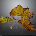Vibrant Plant Leaves with Yellow Orange Red Green Hues and Spotted Patterns Against Dark Background