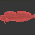 Brown And Yellow Aquatic Fish With Striped Body Fins And Long Tail