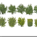 Various Landscape Arbor Trees With Different Foliage Shapes And Crown Structures 3d model