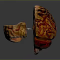 Animal Brain Anatomical Model with Red Yellow Textures and Detailed Structure 3d model