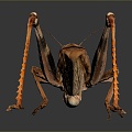 grasshopper insect cartoon locust animation locust anime locust anime game character 3d model