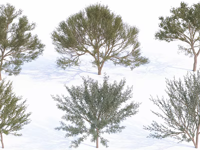Various Arbor Species With Different Crown Shapes And Green Foliage 3d model