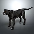 Black Panther Standing Majestically On Gray Background With Soft Studio Lighting 3d model