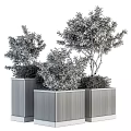 Bonsai 3d model