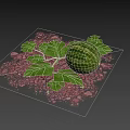 Fresh Ripe Watermelon With Green Leaves On Brown Soil