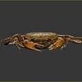 Brown Crab With Orange Claws On Black Background Close Up View