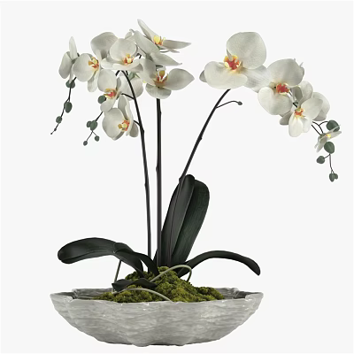 Decorative Ornament Set with White Orchids Black Stems and Green Moss in Stone Pot 3d model