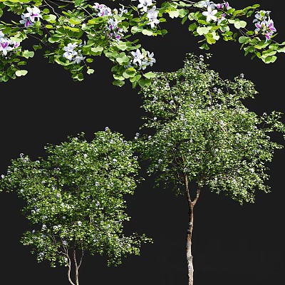 Blooming Arbor Trees With Purple And White Flowers And Green Leaves 3d model