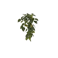 Elegant Bonsai Potted Plant With Lush Green Hanging Leaves And Trailing Vines