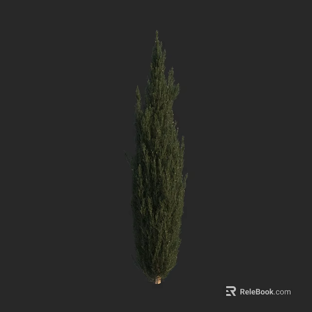 Tall Slender Evergreen Arbor With Dense Lush Foliage Against Dark Backdrop 3d model 