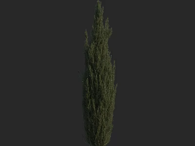 Tall Slender Evergreen Arbor With Dense Lush Foliage Against Dark Backdrop 3d model