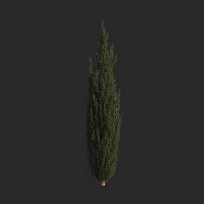 Modern Mediterranean Cypress Silk Cypress 3d model Modern Mediterranean Cypress Silk Cypress 3d model
