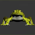 Yellow Frog With Black Spots And White Belly And Feet On Gray Background