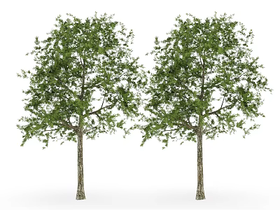 Two Green Leafy Arbor Trees With Brown Trunks Isolated On White Background 3d model