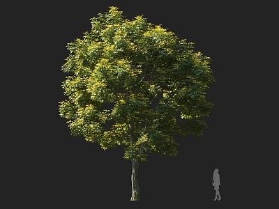 Tall Arbor With Lush Green Foliage And Strong Trunk In Landscape Design 3d model