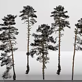 Pine Trees With Green Needles And Various Shapes Displayed On White 3d model