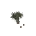 Lush Green Olive Tree in Brass Planter for Indoor Home Decorative Greenery