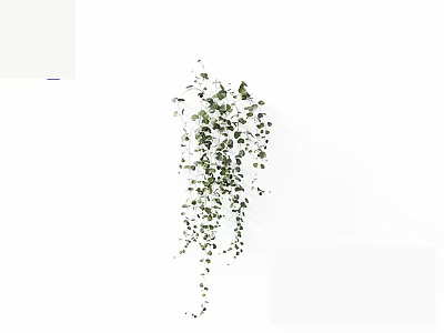 Hanging Green Vine With Cascading Small Leaves As Indoor Decorative Plant 3d model