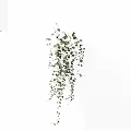 Hanging Green Vine With Cascading Small Leaves As Indoor Decorative Plant