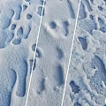 Snow Surface Displaying Multiple Animal Footprints And Natural Textural Details 3d model