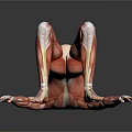 Human Organ Muscle Anatomy 3D Model Showing Detailed Muscular Structure In Lying Position