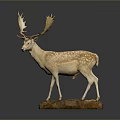 Spotted Deer Taxidermy With Large Antlers On Stone Base Against Dark Background