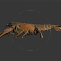 Detailed Brown Aquatic Animal Crayfish With Prominent Claws And Segmented Body Isolated On Dark Background