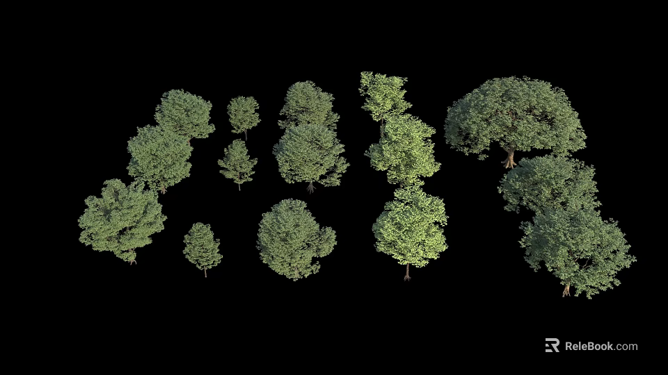 Different Types of Landscaping Trees Showing Varied Sizes Shapes and Foliage 3d model 