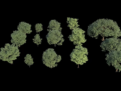 Different Types of Landscaping Trees Showing Varied Sizes Shapes and Foliage 3d model