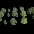 Different Types of Landscaping Trees Showing Varied Sizes Shapes and Foliage