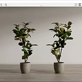 Two Decorative Bonsai Potted Plants in Gray Pots Against White Wall and Wooden Floor