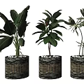 Bonsai Potted Plants Indoor Decor With Lush Green Leaves Textured Pots And White Pebbles