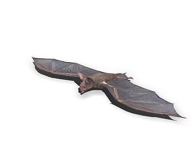 Dark Colored Bat Flying With Spread Leathery Wings Gliding In Mid Air 3d model Dark Colored Bat Flying With Spread Leathery Wings Gliding In Mid Air 3d model
