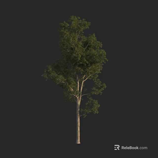 Tall Arbor Tree With Lush Green Foliage And Straight Trunk In Isolated Setting 3d model 